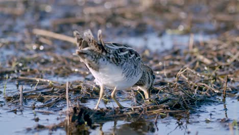 common snipe feeding eating worms closeup during spring migration flooded meadow wetlands