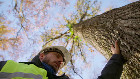 empleado consciente de la seguridad que observa la salud del tronco del árbol y el abedul