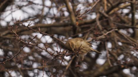 Busy-Sind-Sparrow-engaged-in-meticulous-predation-by-eating-seeds-in-woodland