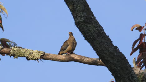 A-mourning-dove-preening-and-looking-around-on-a-large-branch