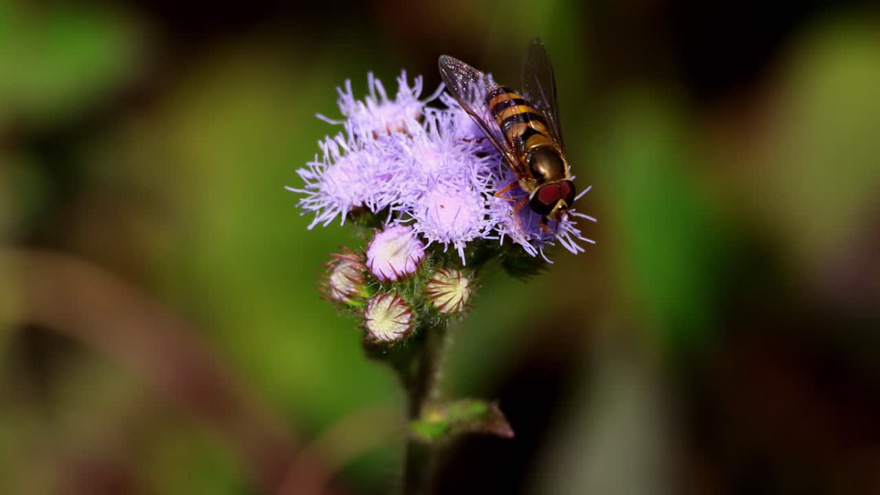 Closeup video of a eupeodes species hoverfly actively pollinating ageratum conyzoides flowers during daytime in winter season in himachal pradesh, india