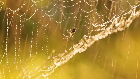 Rain-in-the-forest-at-sunset.-Cobwebs-in-small-drops-of-rain.