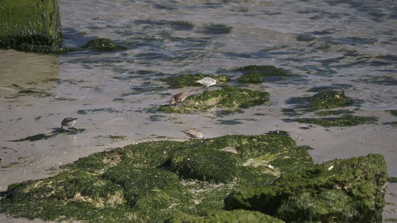 lindos pájaros correlimos alimentándose en la costa de dinamarca durante la marea baja en el hábitat natural