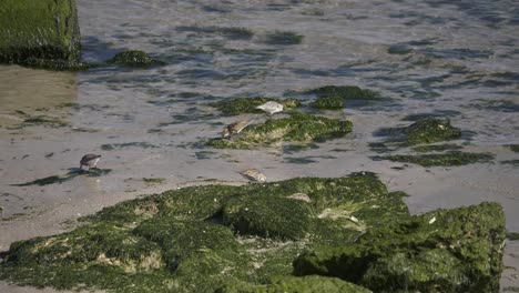 cute dunlin birds foraging on coast of denmark during low tide in nature habitat