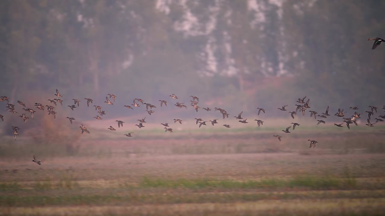Wildlife action shot: Multiple birds are captured with wings spread against the sky, flying in formation. The scene emphasizes their coordinated movement during migration