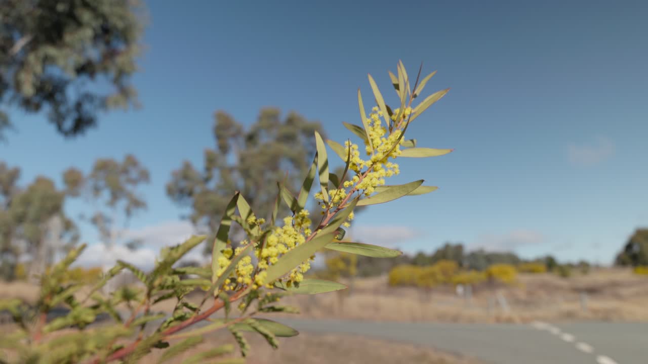 Vibrant golden wattle flowers contrasted by green foliage and bright blue sky