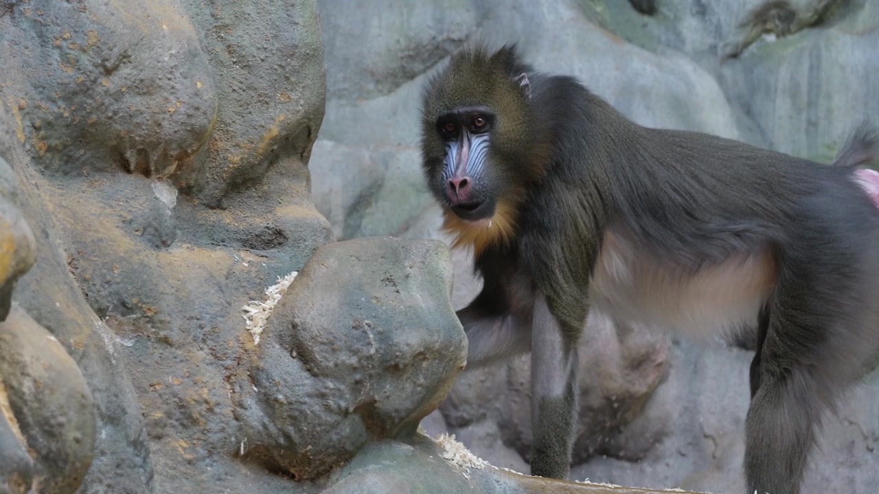 Mandrill standing on rocky terrain while eating food and wiping the ground with its hand in a naturalistic zoo habitat.