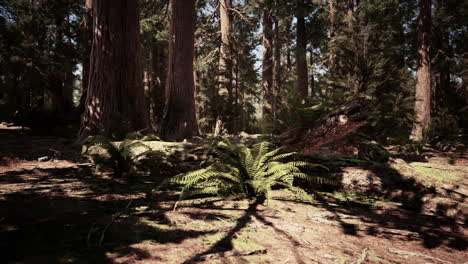 Early-morning-sunlight-in-the-Sequoias-of-Mariposa-Grove