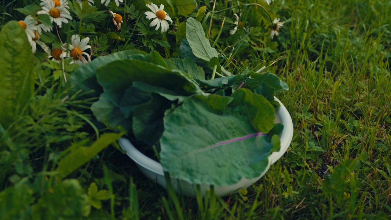 Man harvesting vegetables from a garden by hand, gathering mature crops during outdoor agricultural work