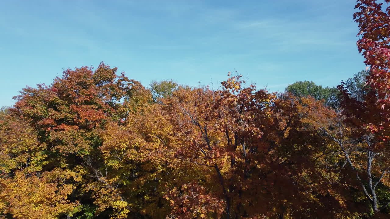 Aerial ascending footage of trees in autumn forest