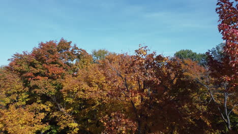 aerial ascending footage of trees in autumn forest