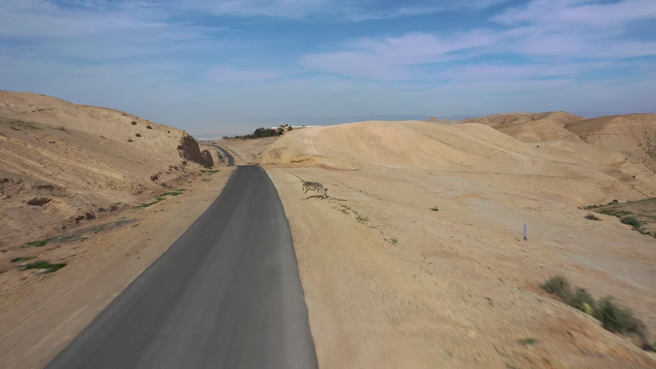 이스라엘 사막의 고립된 도로 옆에 서 있는 당나귀 한 마리를 공중에서 쏘아 올린다