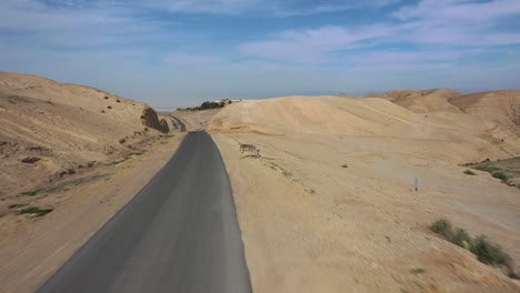 Luftaufnahme-Geht-über-Einen-Einzelnen-Esel,-Der-An-Einer-Abgelegenen-Straße-In-Der-Wüste,-Israel,-Steht