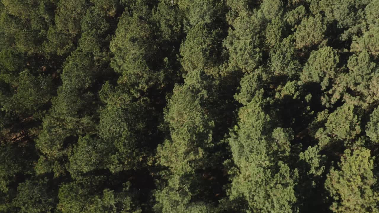 dolly tilt over a symmetrical forest in jacobson park lexington kentucky 4k