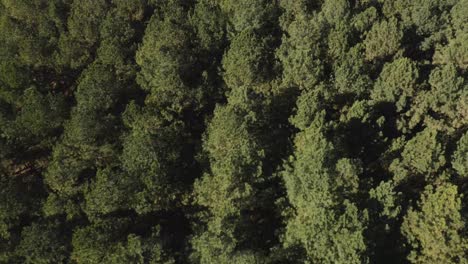 dolly-tilt-over-a-symmetrical-forest-in-jacobson-park-lexington-kentucky-4k