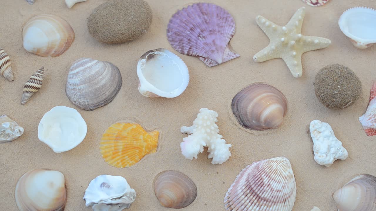 Cockleshells on sand. Shooting with conducting