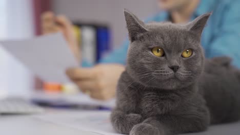 the gray british cat lying on the desk looks around with its copper eyes.