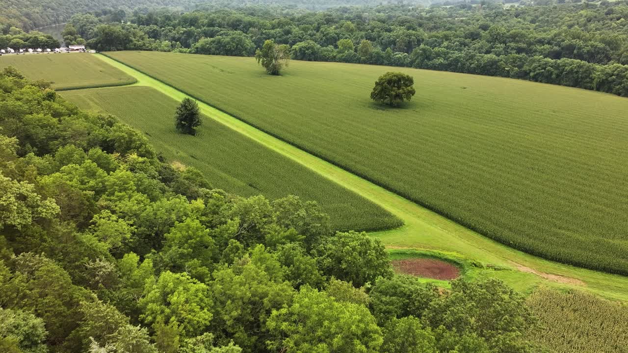 vibrant green Kentucky bluegrass farmland with large trees by the Kentucky River AERIAL DOLLY TILT UP