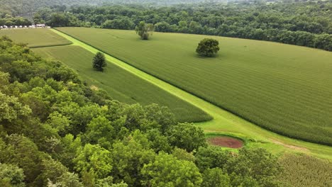 Tierras-De-Cultivo-De-Kentucky-Bluegrass-De-Color-Verde-Vibrante-Con-Grandes-árboles-Junto-Al-Río-Kentucky-Plataforma-Aérea-Inclinada-Hacia-Arriba