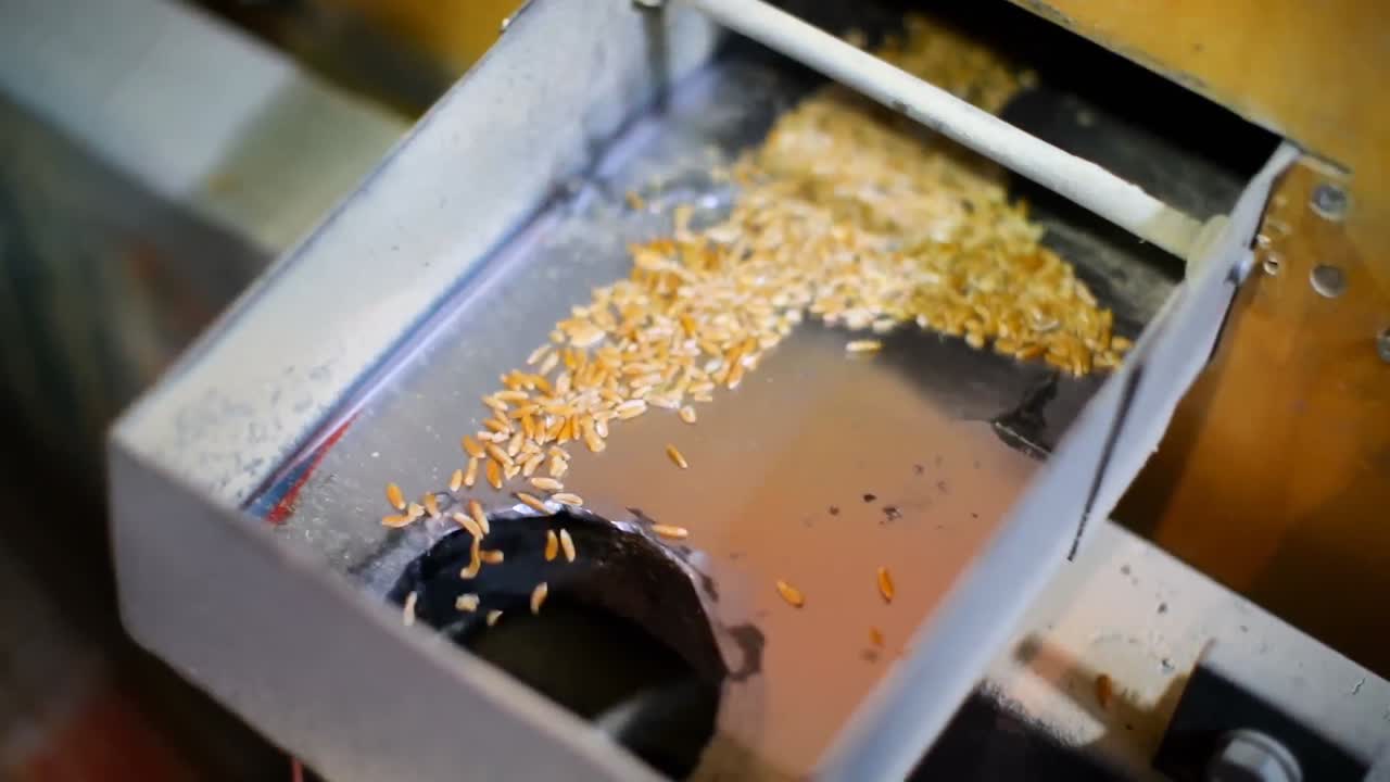 Wheat threshing in factory 4k