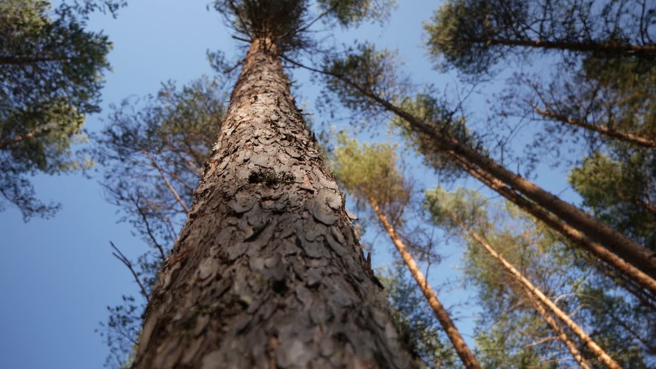 View from the bottom of a tree trunk up to a sunny sky in a forest