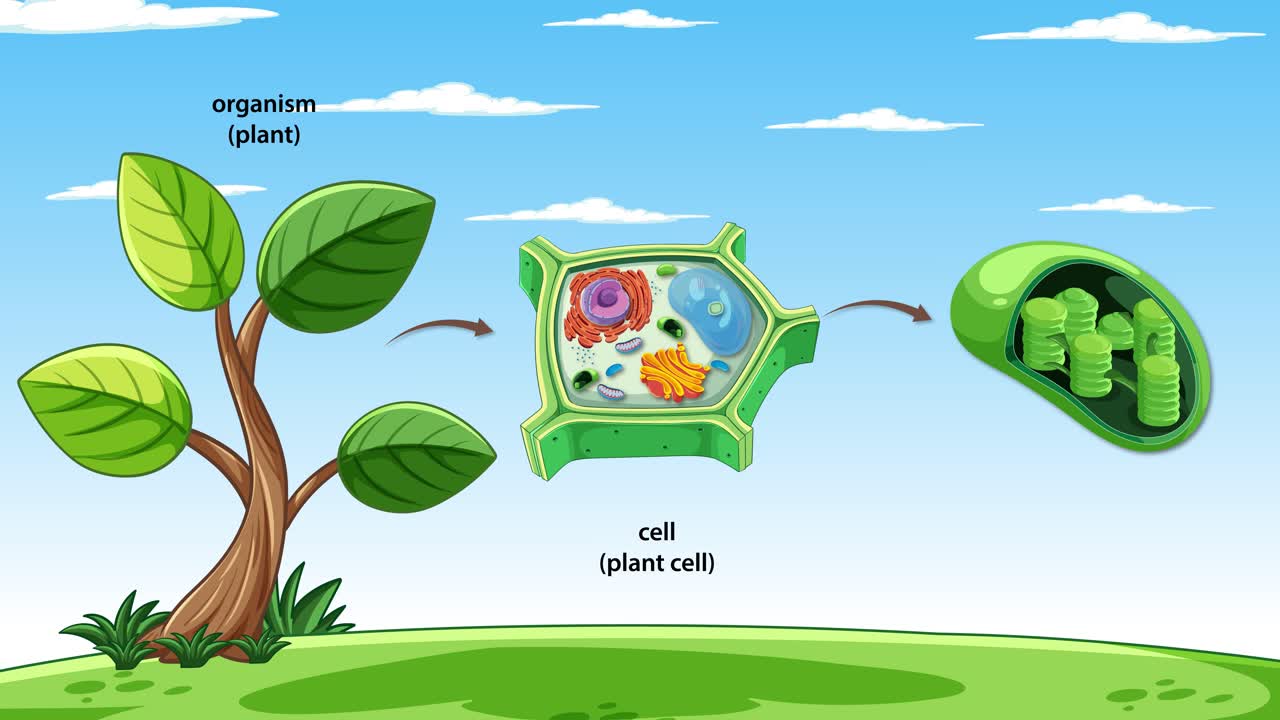 Animated sequence visually deconstructs a plant into a cell and then a chloroplast, using labeled diagrams, smooth transitions, and a bright, educational style