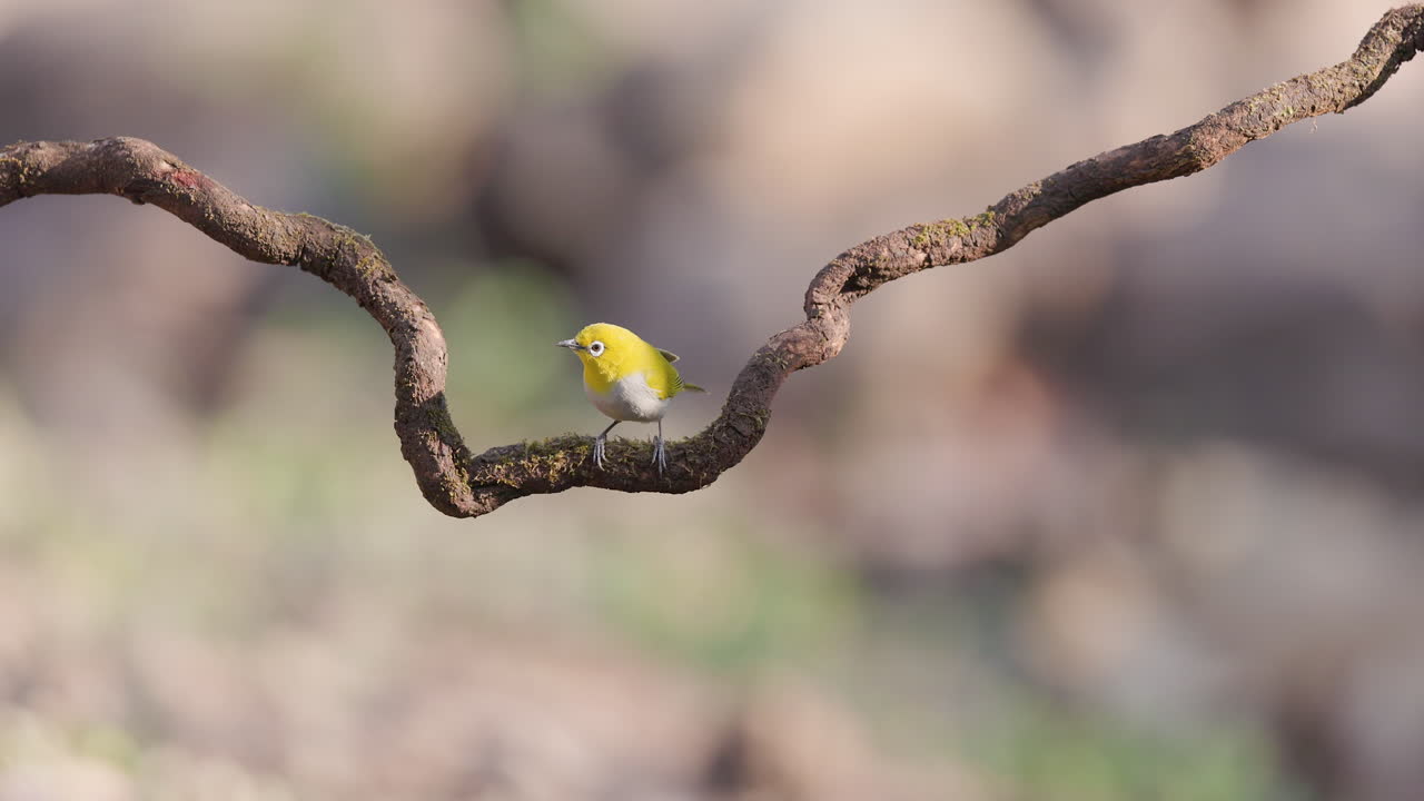Indian White-eye bird on a forest perch is suddenly displaced by an incoming Red-vented Bulbul
