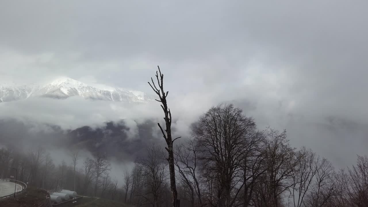 죽은 나무 와 함께 안개 산 풍경
