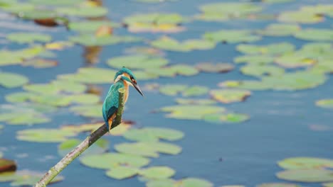 slow motion view of kingfisher in friesland netherlands perched over pond staring down at water