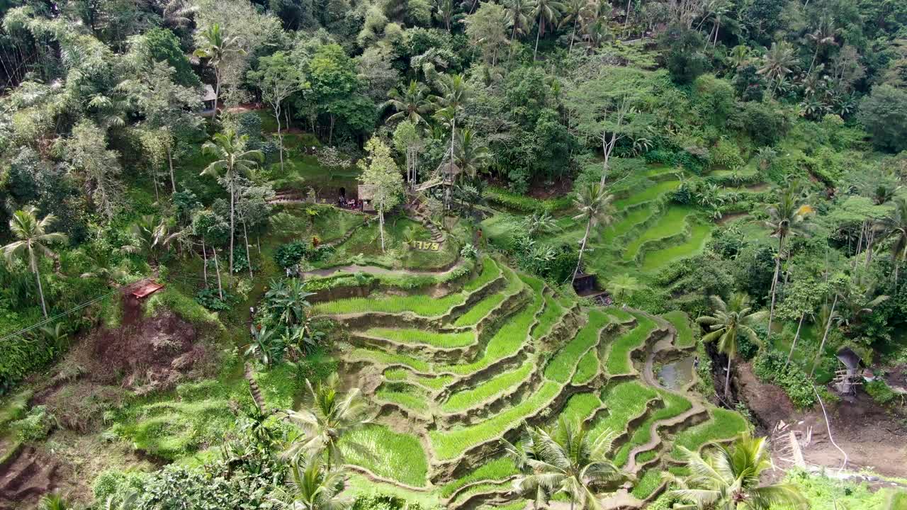 terrazas de arroz en un valle vibrante rodeado de bosque tropical, vista aérea