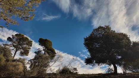 Leichte-Wolken-Ziehen-Durch-Die-Waldlichtung-Im-Zeitraffer