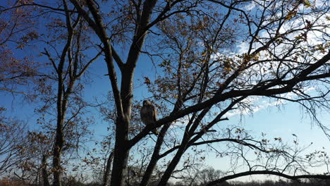 A-close-up-shot-of-a-red-tail-hawk-perched-on-the-branches-of-a-bear-tree-as-it-cleaned-itself