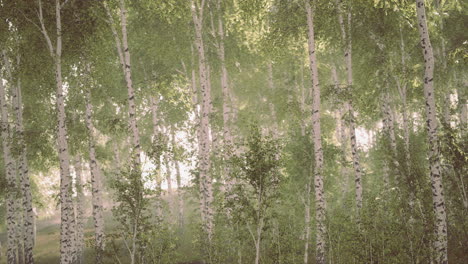 sunrise or sunset in a spring birch forest with rays of sun shining