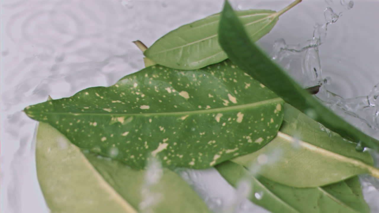 아주 느린 속도로 잎이 떨어지는 것