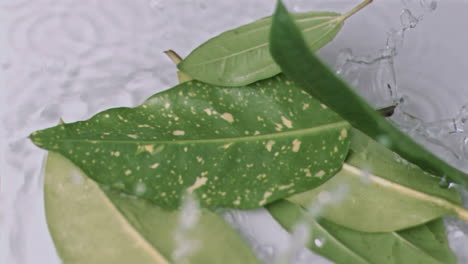 Leaves-falling-in-super-slow-motion