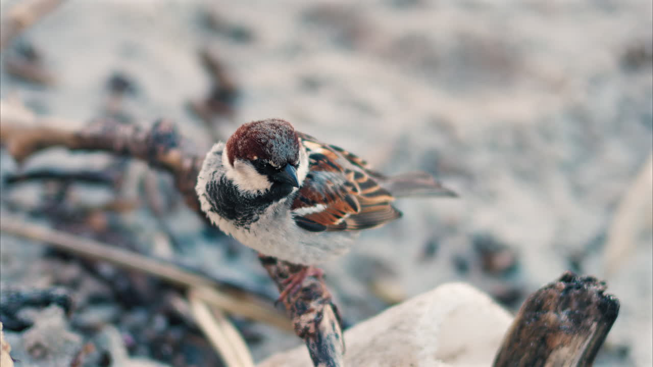 Close up of a sparrow sitting on a branch on the beach with a blurred background