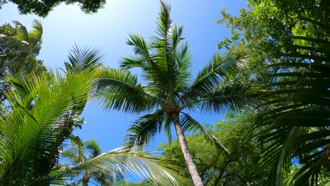 Palm-tree-canopy-against-vibrant-blue-sky-in-tropical-setting