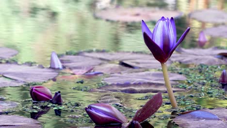 Eine-Blaue-Lila-Seerose-Beginnt-Zu-Blühen,-Während-Eine-Brise-Durch-Das-Wasser-Kräuselt