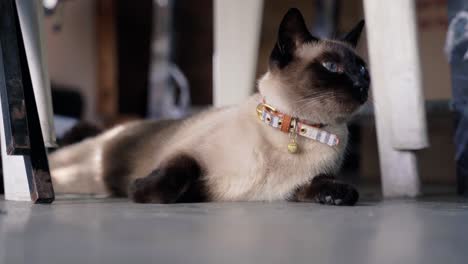 siamese cat looking around while lying down and wagging its tail