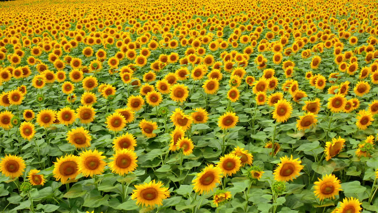 Yellow sunflowers. Background of blooming beautiful sunny seed flowers on field in summer. Landscape of sunflowers.