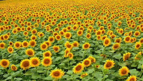 yellow sunflowers. background of blooming beautiful sunny seed flowers on field in summer. landscape of sunflowers.