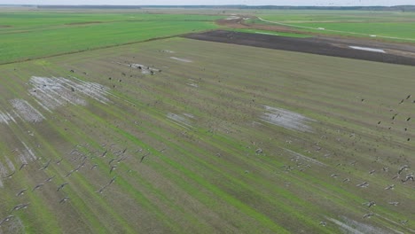 Aerial-establishing-view-of-a-large-flock-of-bean-goose-taking-up-in-the-air,-agricultural-field,-overcast-day,-bird-migration,-wide-drone-slow-motion-shot-moving-forward