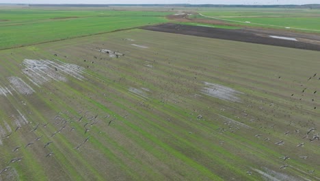 Vista-Aérea-De-Una-Gran-Bandada-De-Gansos-De-Frijol-Que-Se-Elevan-En-El-Aire,-Campo-Agrícola,-Día-Nublado,-Migración-De-Aves,-Amplio-Disparo-En-Cámara-Lenta-De-Drones-Avanzando