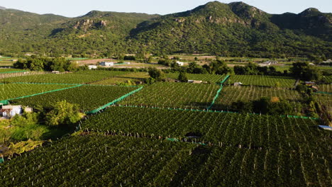 Rows-Of-Grape-And-Wine-Vineyards-In-Thai-An-Province-In-Vietnam---aerial-shot