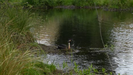 Australasian-great-crested-grebe-nesting-habitat-revealed