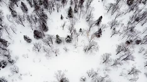 aerial - drone birds-eye shot tracking snowboarder among the trees in hakkoda, japan