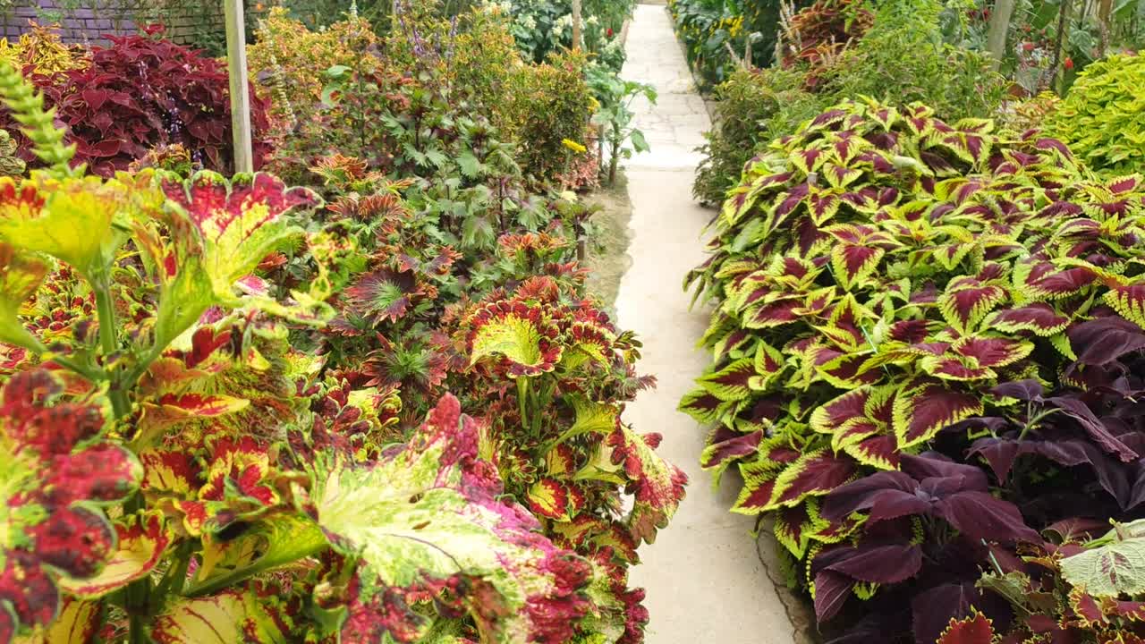 las hermosas flores y camas de hierba de cameron highlands, malasia.