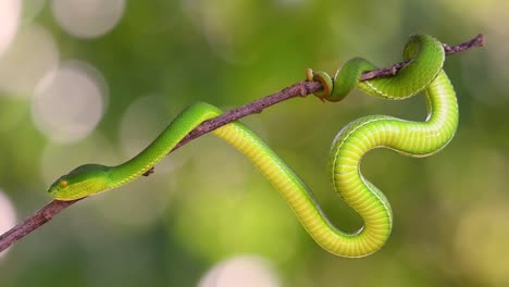 La-Víbora-De-Labios-Blancos-Es-Una-Víbora-Venenosa-Endémica-Del-Sudeste-Asiático-Y-A-Menudo-Se-Encuentra-Durante-La-Noche-Esperando-En-Una-Rama-O-Rama-De-Un-árbol-Cerca-De-Un-Cuerpo-De-Agua-Con-Muchos-Alimentos