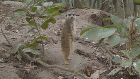 lindo suricata de pie sobre las patas traseras y mirando a su alrededor - ancho