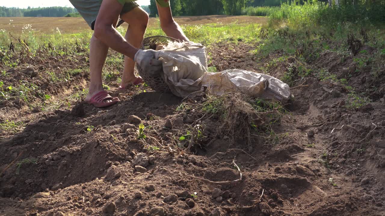 Worker pour basket full of potatoes into white